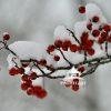 Snow on cherries II 141 I like the red color of the cherries on snow.
