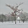 Cherry tree at winter. 142 I like the red color of the cherries on snow.