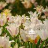 Blowing in the Wind 59 Rich and vibrant colors combine with white and are available in the spring flowers this year. The