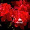 Red Azaleas 58 Rich and vibrant colors are available in the spring flowers this year. The image was taken at the