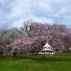 Spring arrived at Flushing. 69 Spring season is always beautiful at parks.