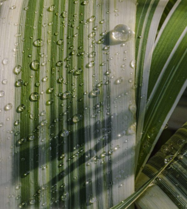 Macro of a plant leaf laced with the morning dew.