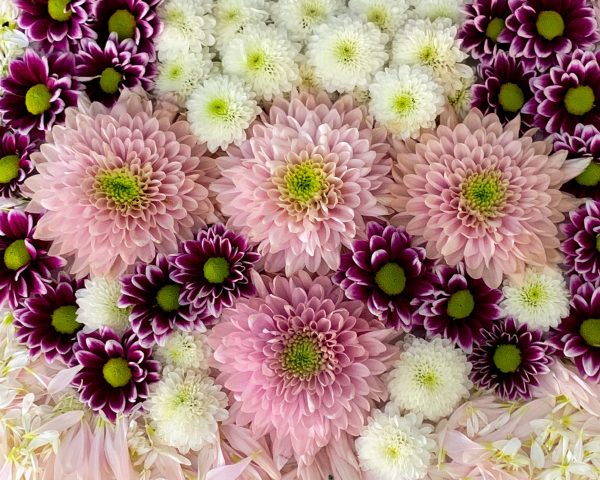 Glorious colors of spring explode in this floral collage, assembled and designed by hand with fresh