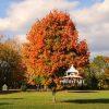 Orange Foliage – Bayard Cutting Arboretum 62 Bright orange foliage tree at Bayard Cutting Arboretum. Great River, Long Island.