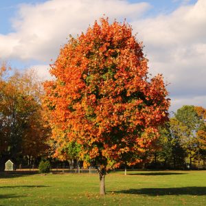 Bright orange foliage tree at Bayard Cutting Arboretum. Great River, Long Island.