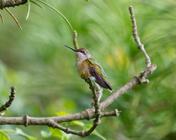 Came upon this gorgeous female Ruby-throated Hummingbird in one of the flower gardens at The