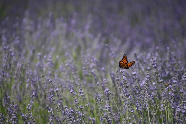 Monarch butterfly flying in the lavender.