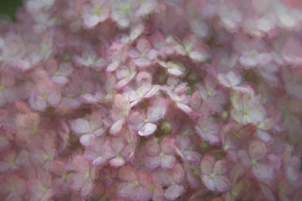 Close up of a pink hydrangea using an artsy filter.