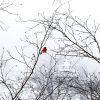 Single Red Bird – Mittenwald, Germany 24 Red bird resting solo on snowy branches in the hills of Mittenwald, Germany.