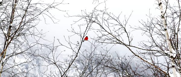Red bird resting solo on snowy branches in the hills of Mittenwald, Germany.