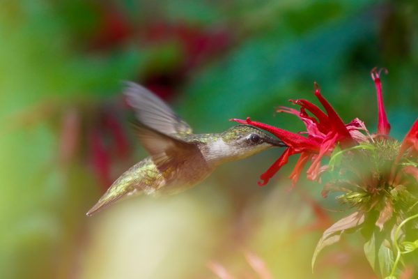 Female Ruby-throated Hummingbird feeding on Bee Balm plants. I especially like this photo of her,