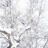 Red Birds in Winter – Mittenwald, Germany 23 Red birds resting on a snowy tree in Mittenwald, Germany.