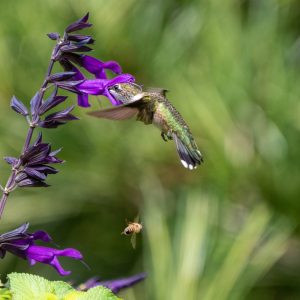 Ruby-throated Hummingbird coexisting with a bee.