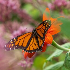 Monarch butterfly resting on an orange flower.