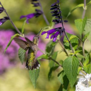 Magical little hummingbirds feeding on an array of nectar filled flowers.
