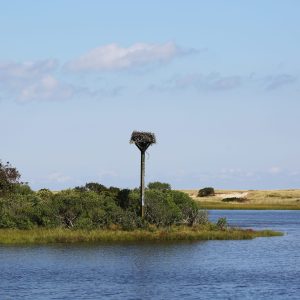 Osprey Nest - Chappaquiddick, Martha's Vineyard.