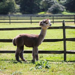 Baby alpaca roaming around on farm in Martha's Vineyard.