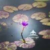 Purple Lotus Flower 55 Purple Lotus flower sprouting through a lily pad floating in a pond. Botanical Garden, Bronx, NY.