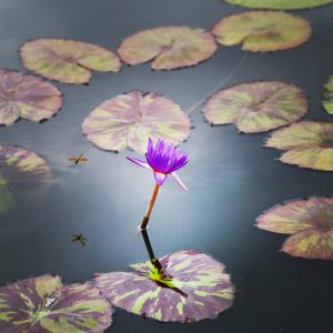 Purple Lotus flower sprouting through a lily pad floating in a pond. Botanical Garden, Bronx, NY.