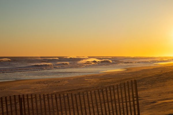 Golden Waves at Robert Moses