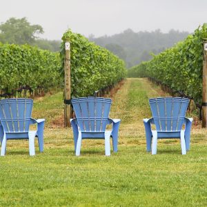 Front row seating. Right in front of Corey Creek Vineyards. Southold, Long lsland - New York.