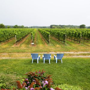Three sky blue new england chairs sitting in front of vineyard. Corey Creek Vineyards, North Fork.
