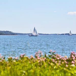 Pink flowers in the foreground of the white sailboats in the bay.