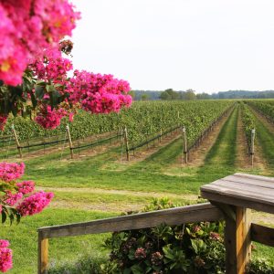 Pretty magenta pink flowers in foreground of Corey Creek Vineyards. Southold, NY.