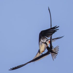 I have been photographing Black Skimmers in their aerial ballets for about fifteen years & I have