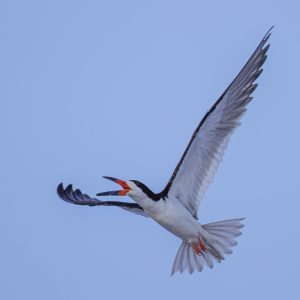 Black Skimmers rarely fly around quietly. They dart everywhere at the speed of light, "barking"