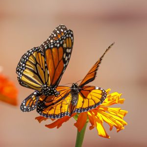 Monarch Butterfly spreads its wings to keep the zinnia nectar to itself as another butterfly