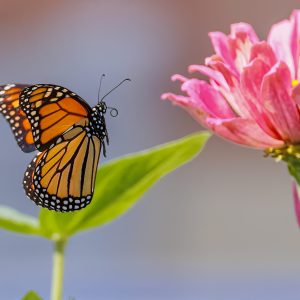 Monarch Butterfly approaches a promising zinnia in search of nectar. Butterflys have been visiting