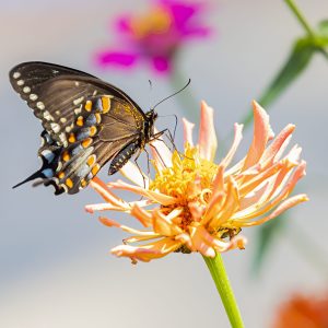 Butterfly (Spicebush Swallowtail) probes a Zinnia stamen for nectar.