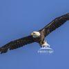 Spotting Prey 29 Bald Eagle cocks his head as he banks into a turn to fine-tune his dive to the pond below for a