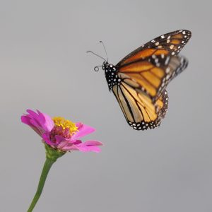 Monarch Butterfly on landing approach for a promising zinniia.