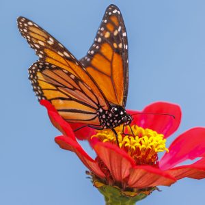 Monarch Butterfly probing a zinna for nectar.