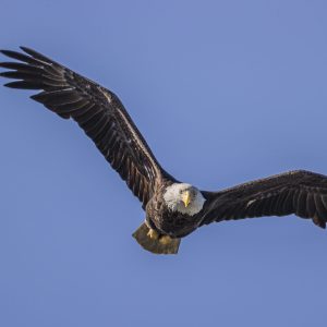 Don't think I would want to be in this guy's sights. Bald Eagle concentrating on a potential meal