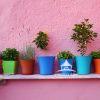 Wallflowers 54 Flowers and herbs potted in brightly, colored pots against a pink wall. Santorini, Greece.