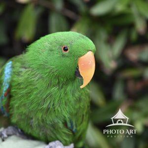 Green Parrot. 31 Walking in a park by midtown I met a person who was carrying this parrot.