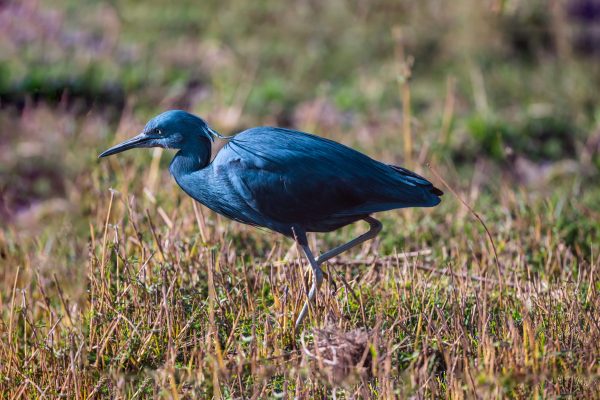 A black heron stalking his prey.