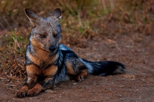 This black backed jackal was resting after a meal.