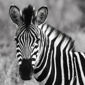 As the sun dipped below the horizon this zebra continued to graze.