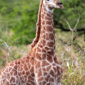 This baby giraffe was looking out for predators.