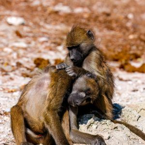 These baboons spent more than an hour just cleaning one another.