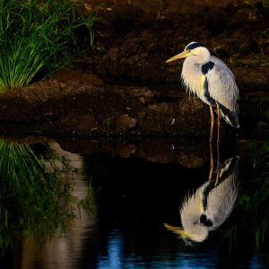 This great heron stood quietly in this small pond just resting.