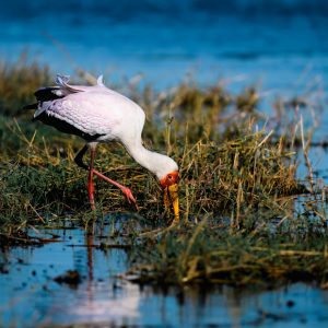 This yellow billed stork worked for several hours just to catch a few fish.