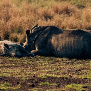 This white rhino mother was resting with her daughter after a long day of foraging in the bush.