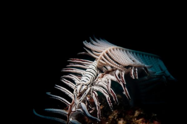 A crinoid shrimp resting on a white crinoid.