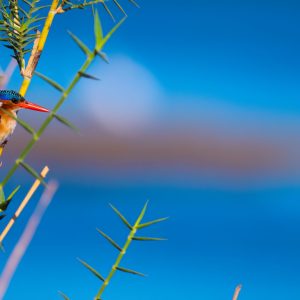 A malachite kingfisher getting ready to dive into the water to catch fish.