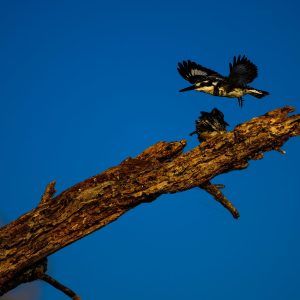 A Piated Kingfisher talking off and flying over his mate.
